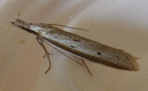 Pleurota bicostella